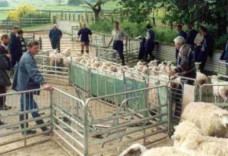 Sheep, pens and farmers